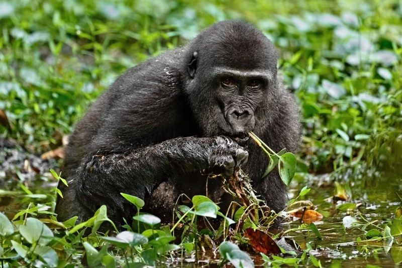 Gorily nížinné chrání Zoo Praha ve střední Africe, foto (c) Miroslav Bobek